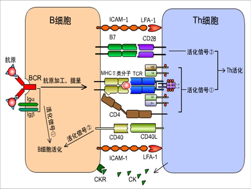 细胞活化双信号.jpg