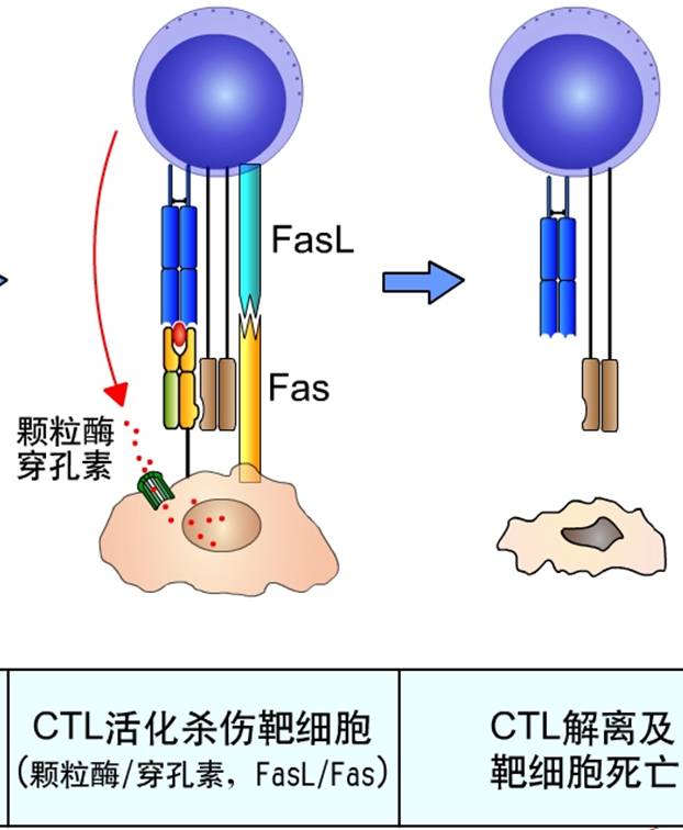 CTL活化杀伤靶细胞.jpg