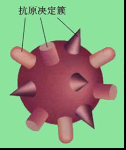 抗原决定簇.jpg