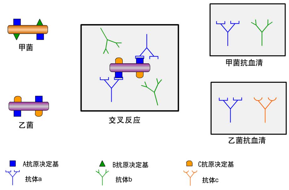 交叉反应和共有决定簇.jpg