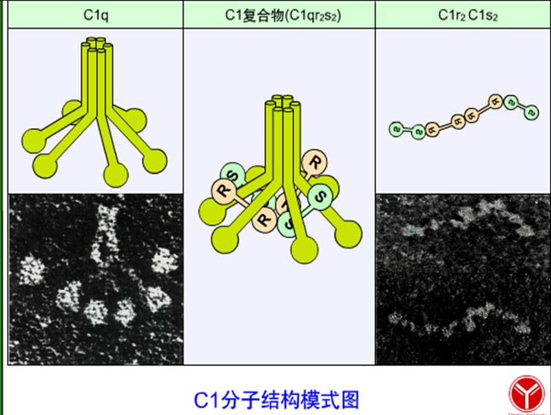 补体1.jpg
