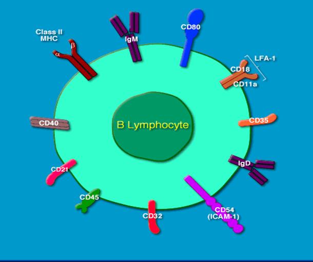 B细胞膜分子.jpg