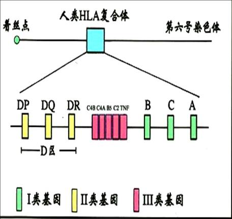 人类 HLA复合体.jpg