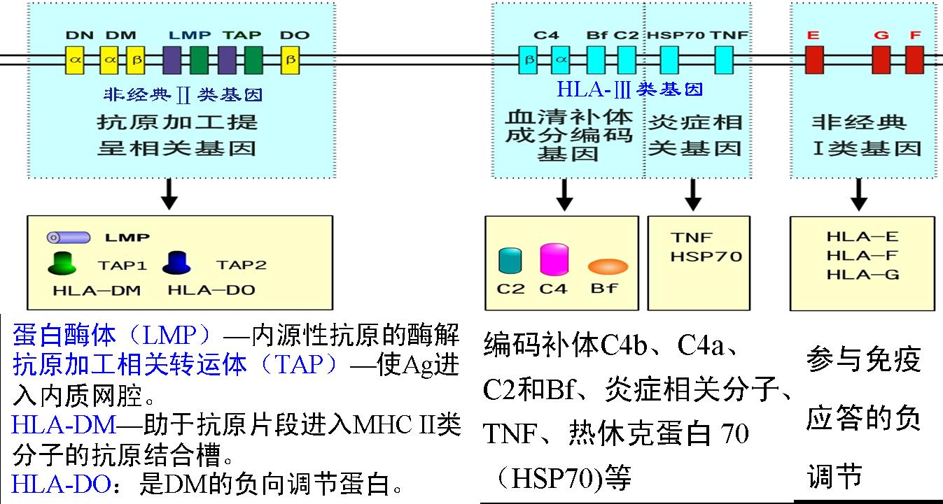 人类 HLA复合体1.jpg