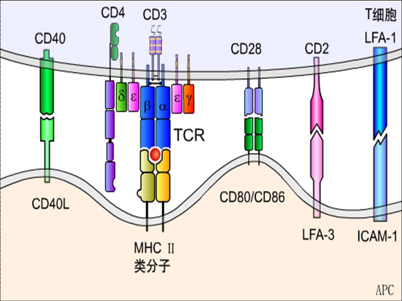 T细胞抗原识别与活化的CD分子.jpg