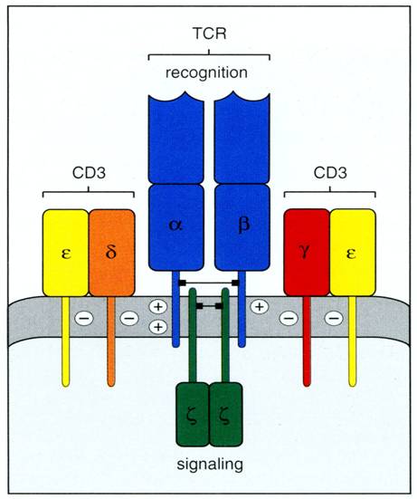 TCR-CD3复合体.jpg