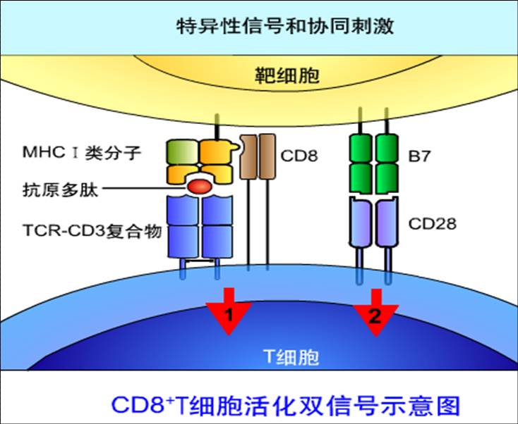 CD8.jpg