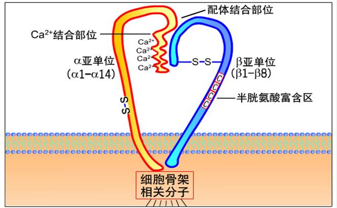 典型整合素分子结构示意图.jpg