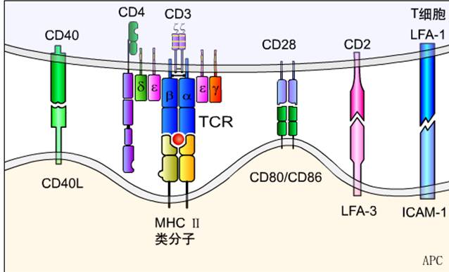 辅助信号分子.jpg