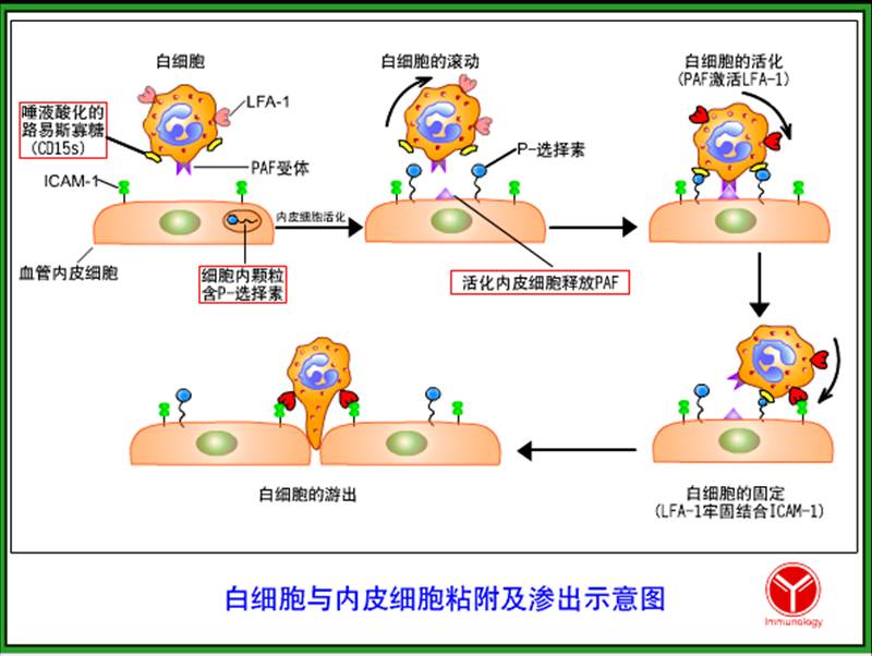 介导白细胞与血管内皮细胞粘附.jpg
