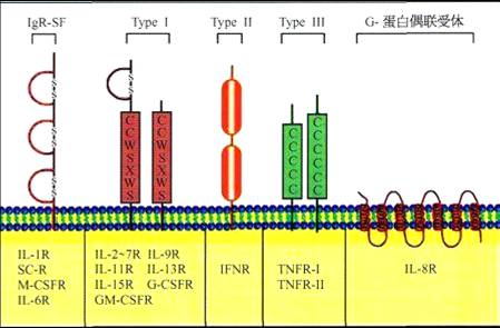 CK受体.jpg