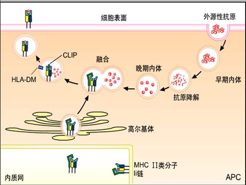 外源性抗原的加工.jpg