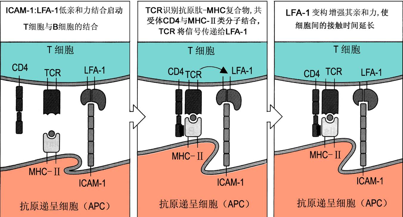T细胞与APC的特异性结合.jpg