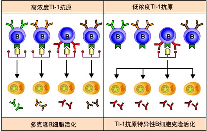 TI抗原诱导B细胞的激活.jpg