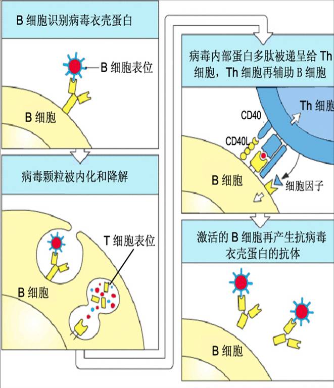 B细胞对抗原的识别.jpg