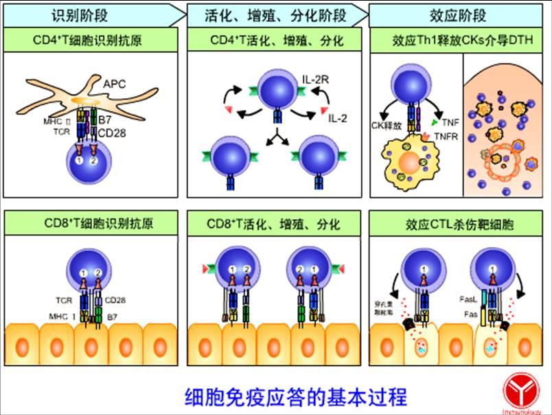 细胞免疫应答的基本过程.jpg