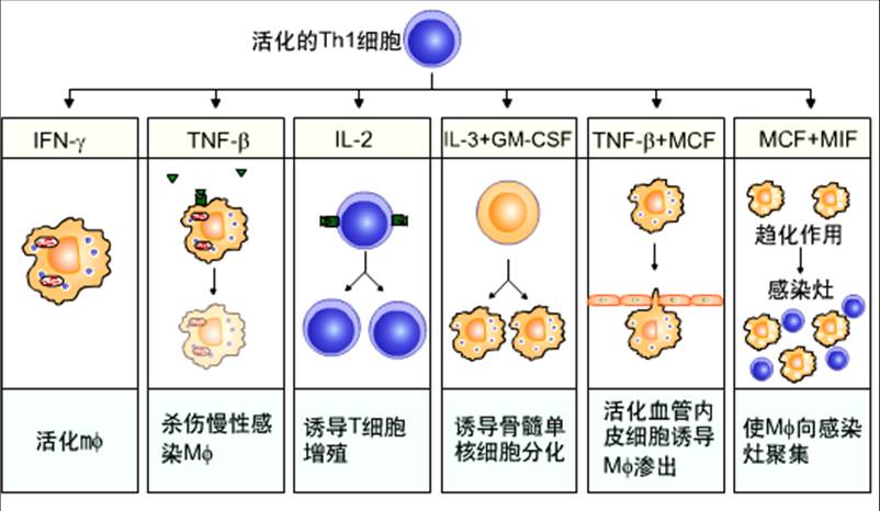 Th1细胞在抗胞内病原体感染中的作用.jpg