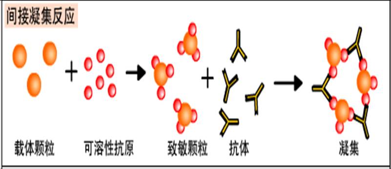 01 抗原抗体反应实验