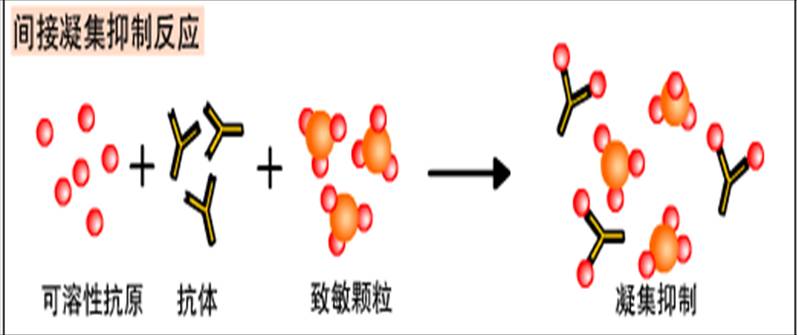 凝集反应的原理_图13-3间接凝集抑制反应原理示意图(3)