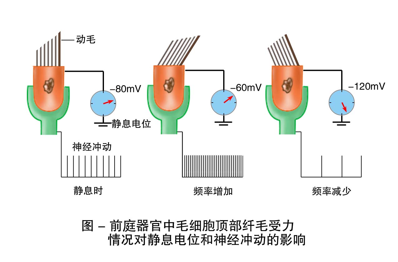24-毛细胞顶部纤毛受力情况对静息电位和神经冲动的影响.jpg