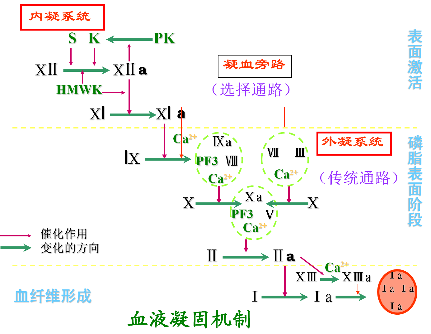 缺乏fⅧ将发生血友病,这时凝血过程非常慢甚至微小的创伤也出血不止.