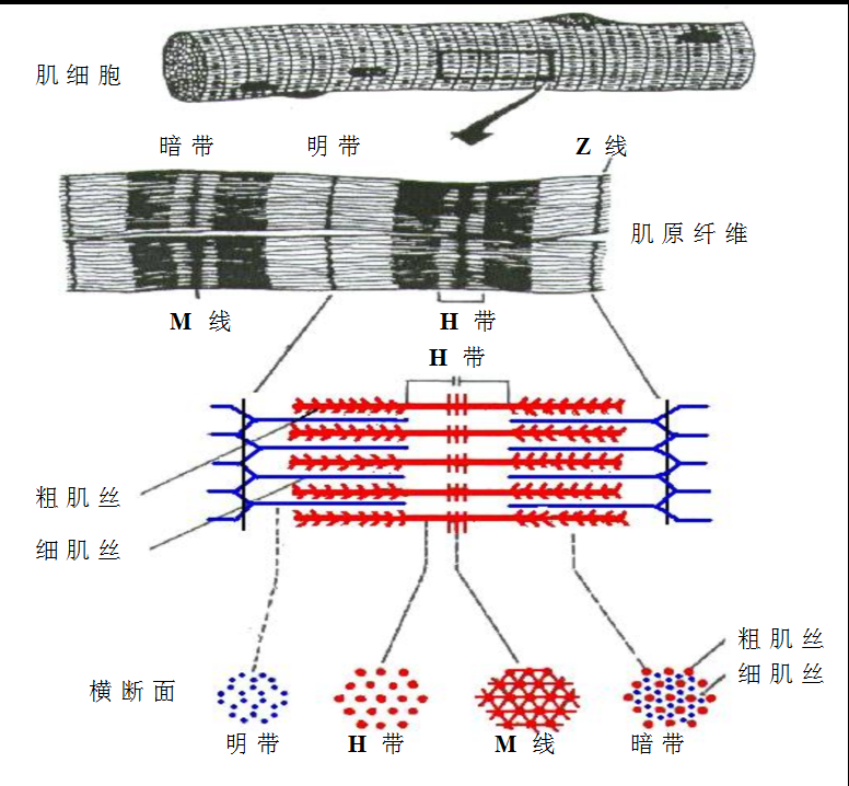 横纹 明带(i带:中央有