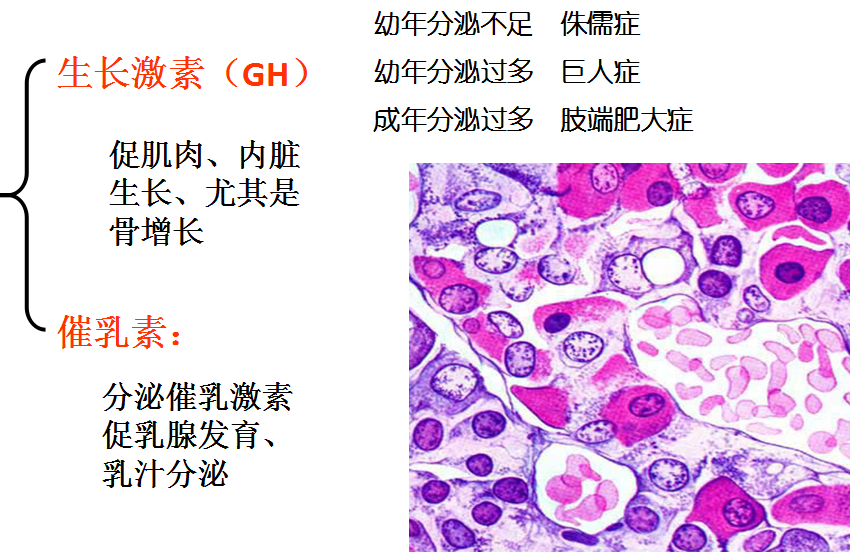 一,腺垂体 2,嗜碱性细胞 ①促甲状腺激素细胞       促进甲状腺素的