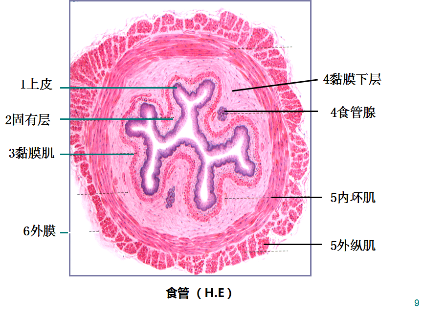 含血管和淋巴 黏膜肌层:一层纵行平滑肌 黏膜下层:疏松结缔组织,含