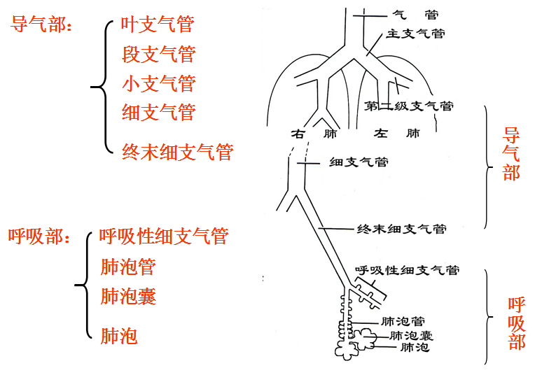 实质:肺内的支气管树和肺泡,被肺间质分隔成若干叶和小叶