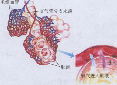 [生理学]下列关于肺泡表面活性物质生理作用的叙述,哪