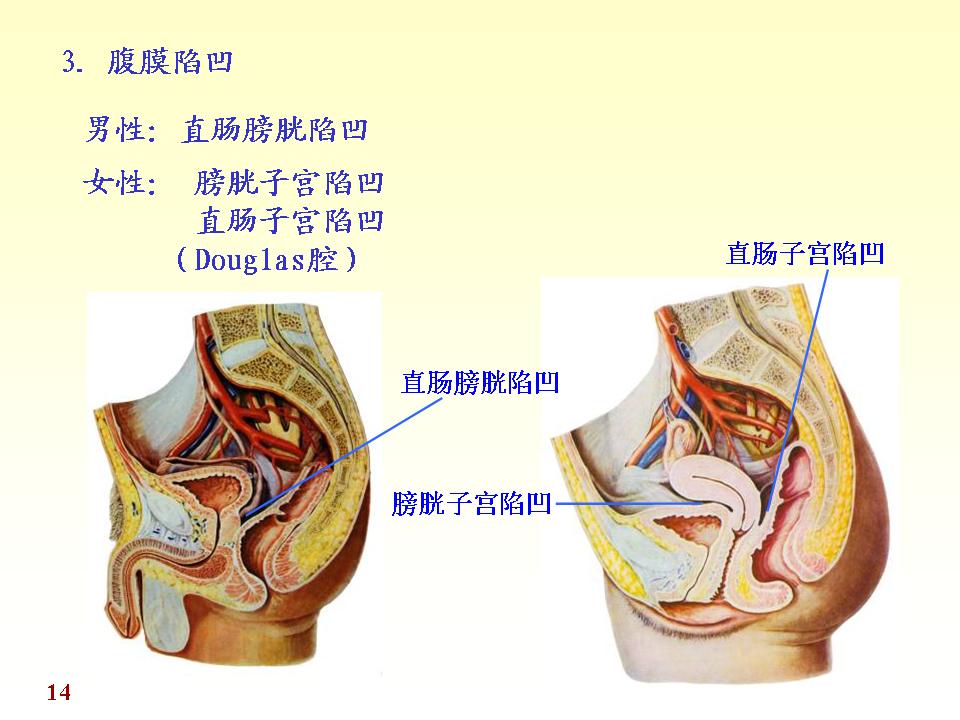 正常人体形态结构