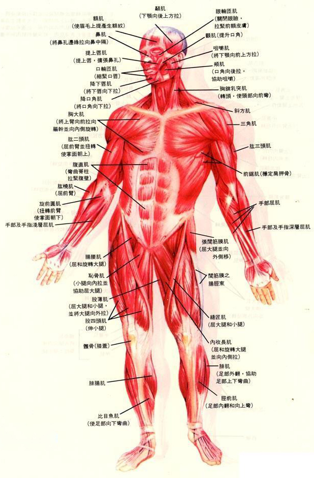 人体解剖学