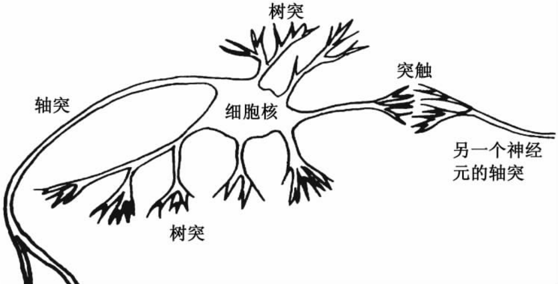2 生物神经元结构图