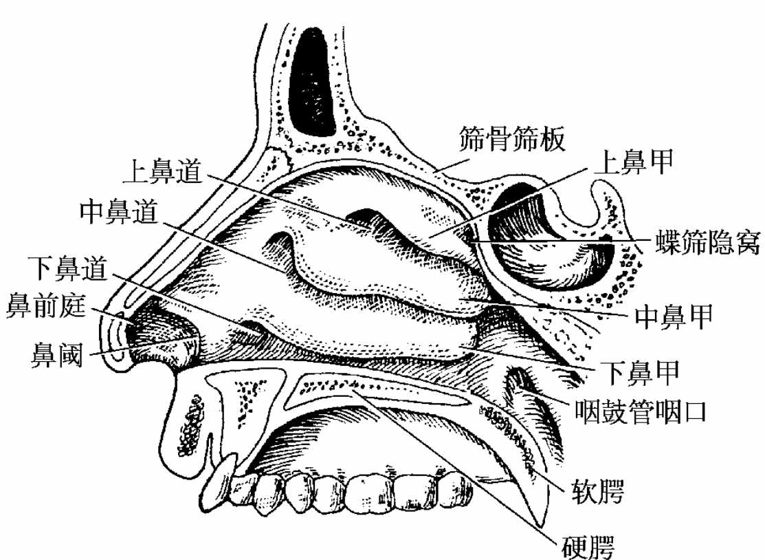 图1-77 鼻腔、口腔及咽-基础医学-医学