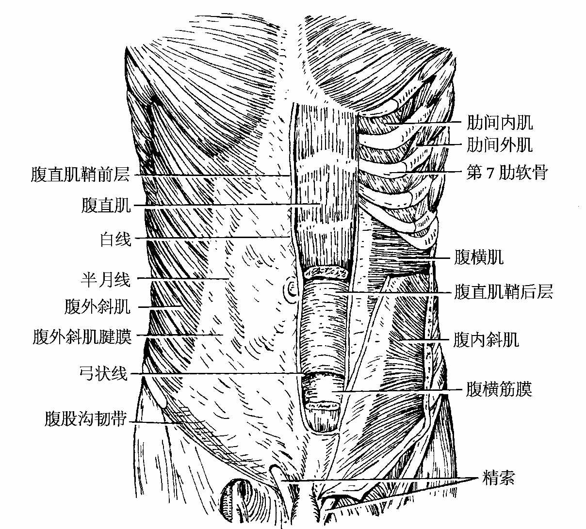 (二)睾丸矢状切面图-人体断面解剖图谱-医学