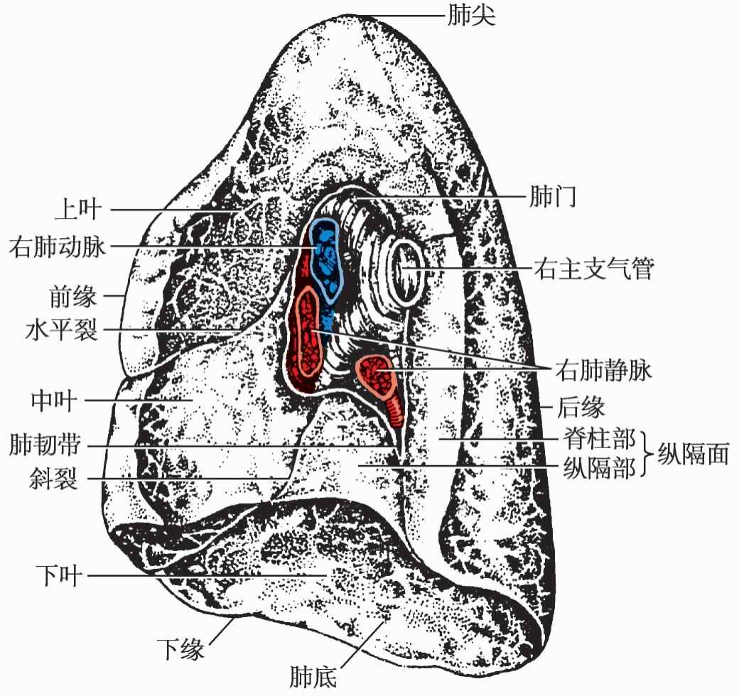 195.左肺 (内侧面观)-系统解剖学-医学