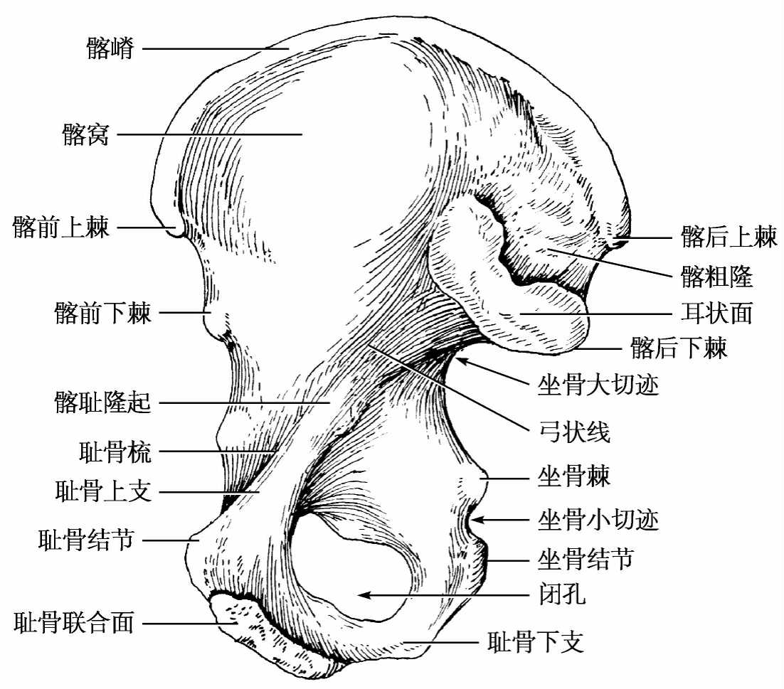 图4-1 髋骨(内面观)-骨科临床解剖学-医学