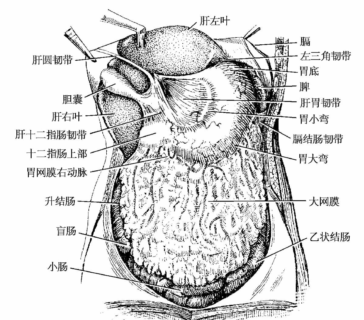 【解剖】腹膜及腹膜腔（经典讲解汇总） - 知乎
