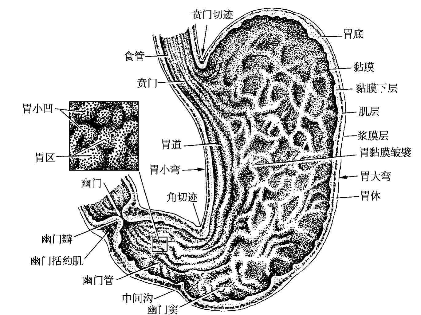 胃 胃部设计图__医疗护理_现代科技_设计图库_昵图网nipic.com