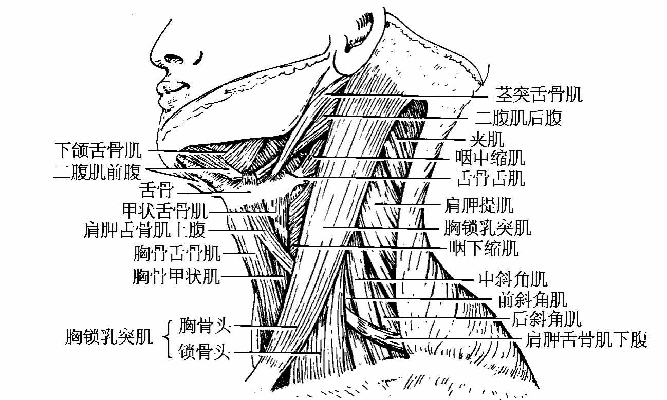图120 喉的软骨及韧带-人体解剖组织学-医学