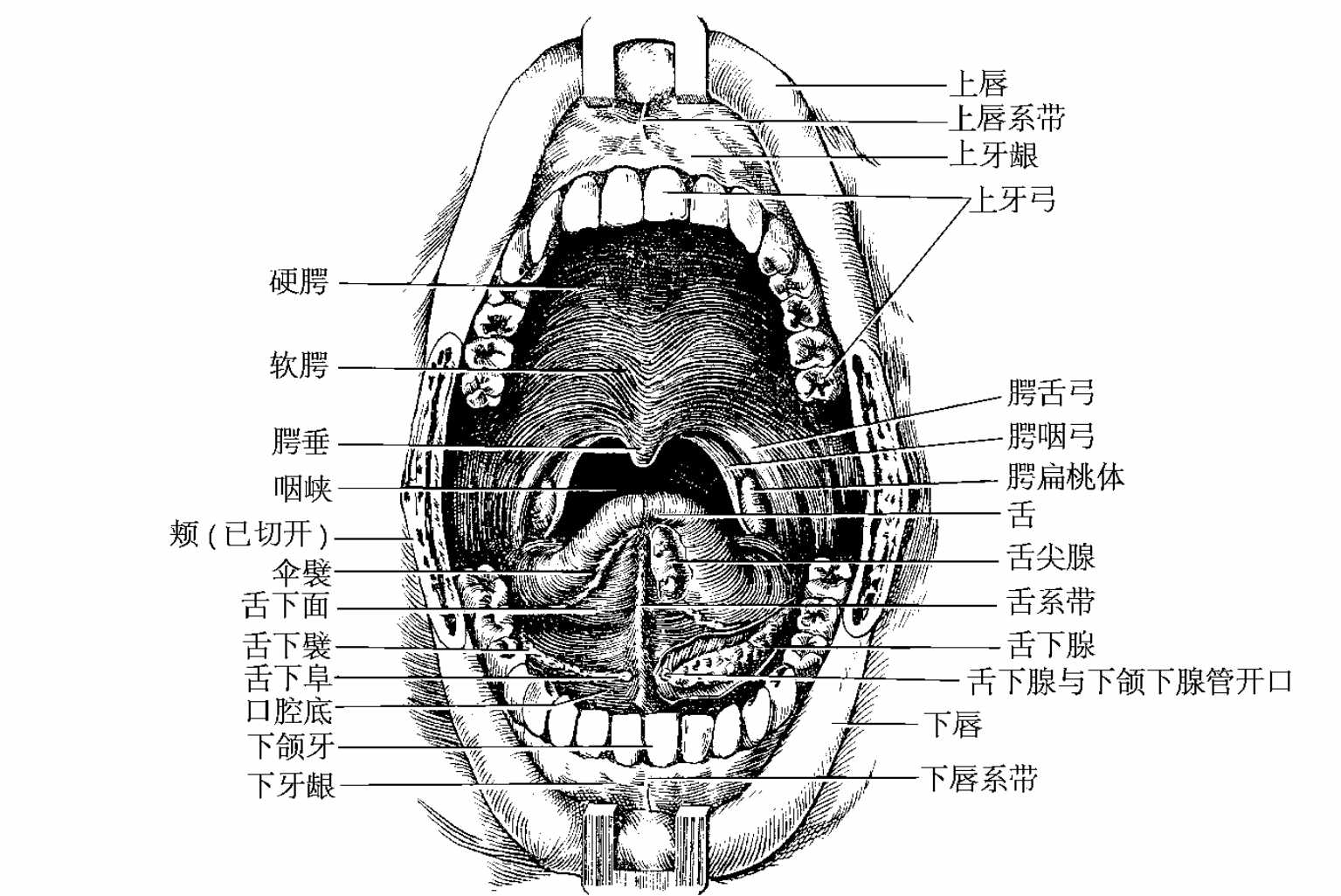 咽喉部解剖最全图解，值得收藏_必修课