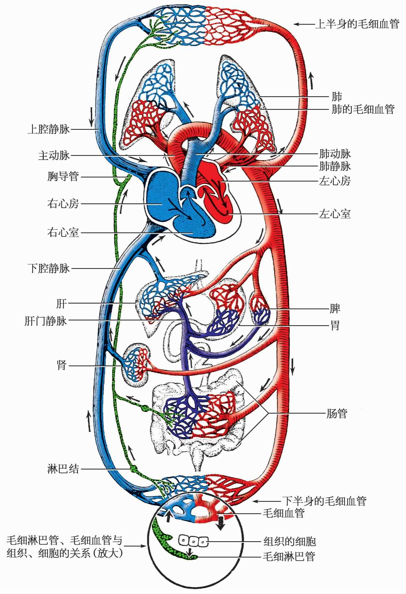 人体血管分部图片免费下载 - 觅知网