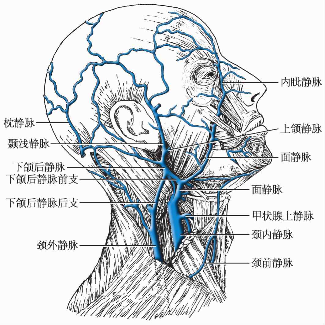 图3-1-16 头颈部静脉及颅内、外静脉交通示意图-基础医学-医学