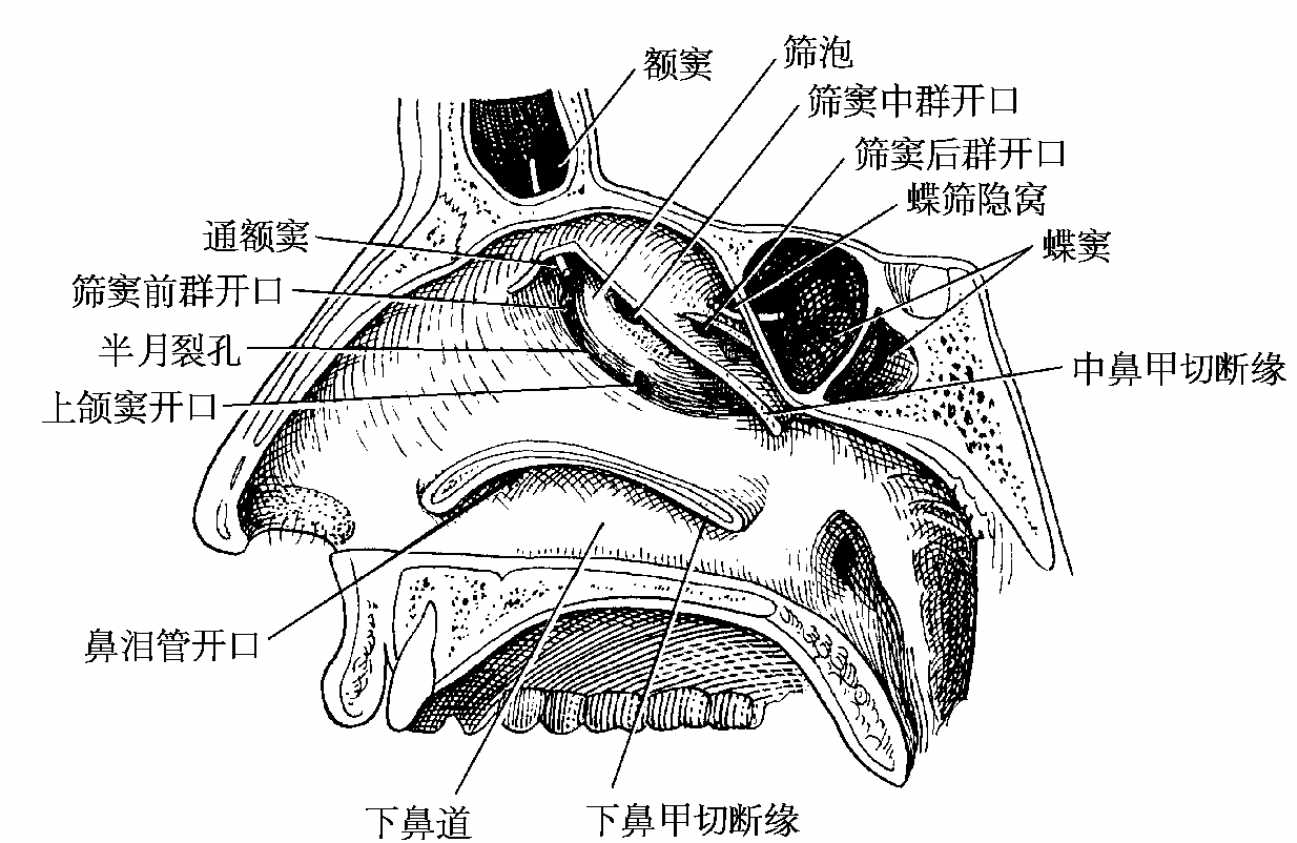 Fig.HC 11-CT与MRI影像解剖学-医学