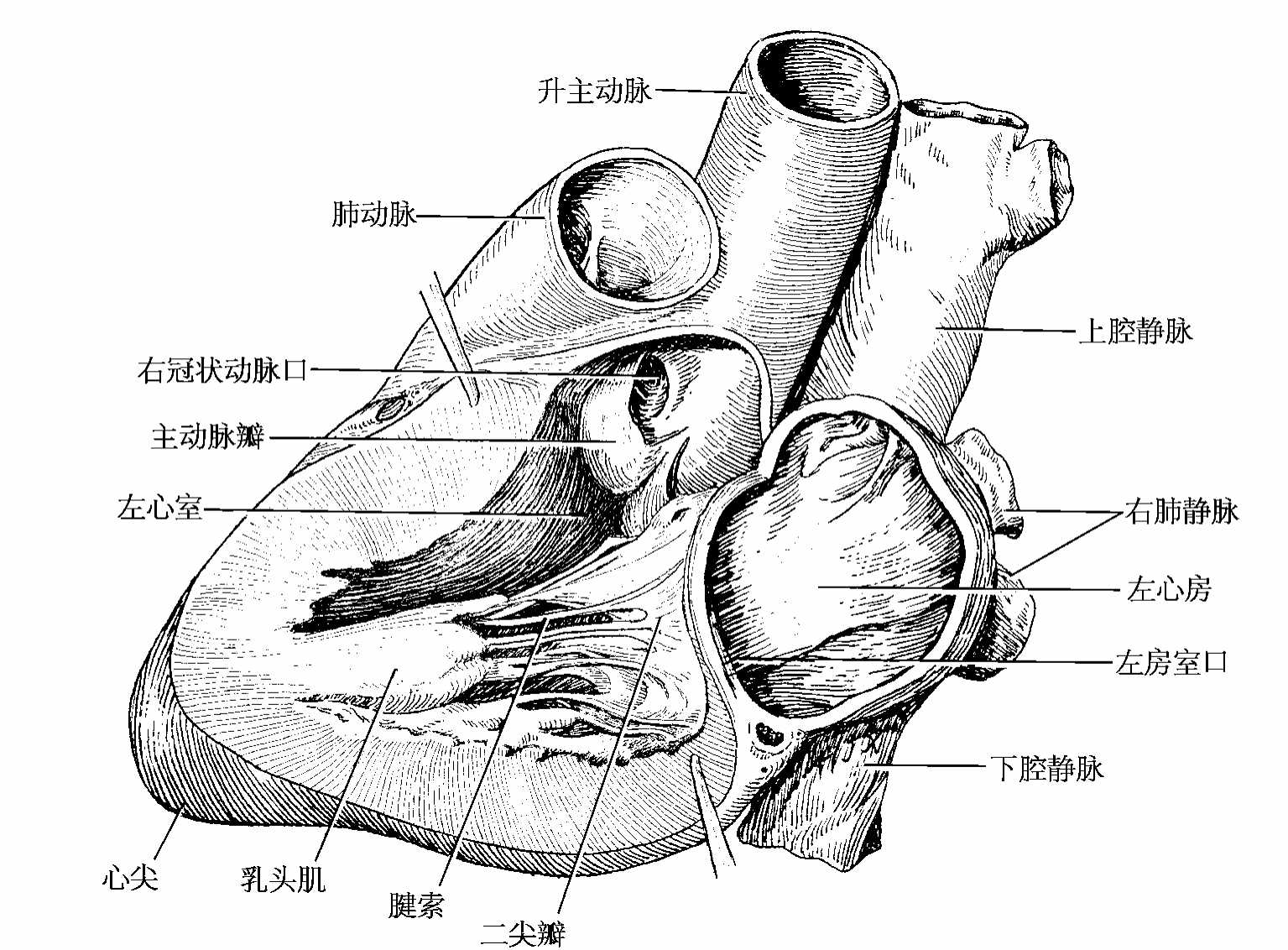 聊聊先天性心脏病——先从一颗正常的心脏说起（1） - 知乎