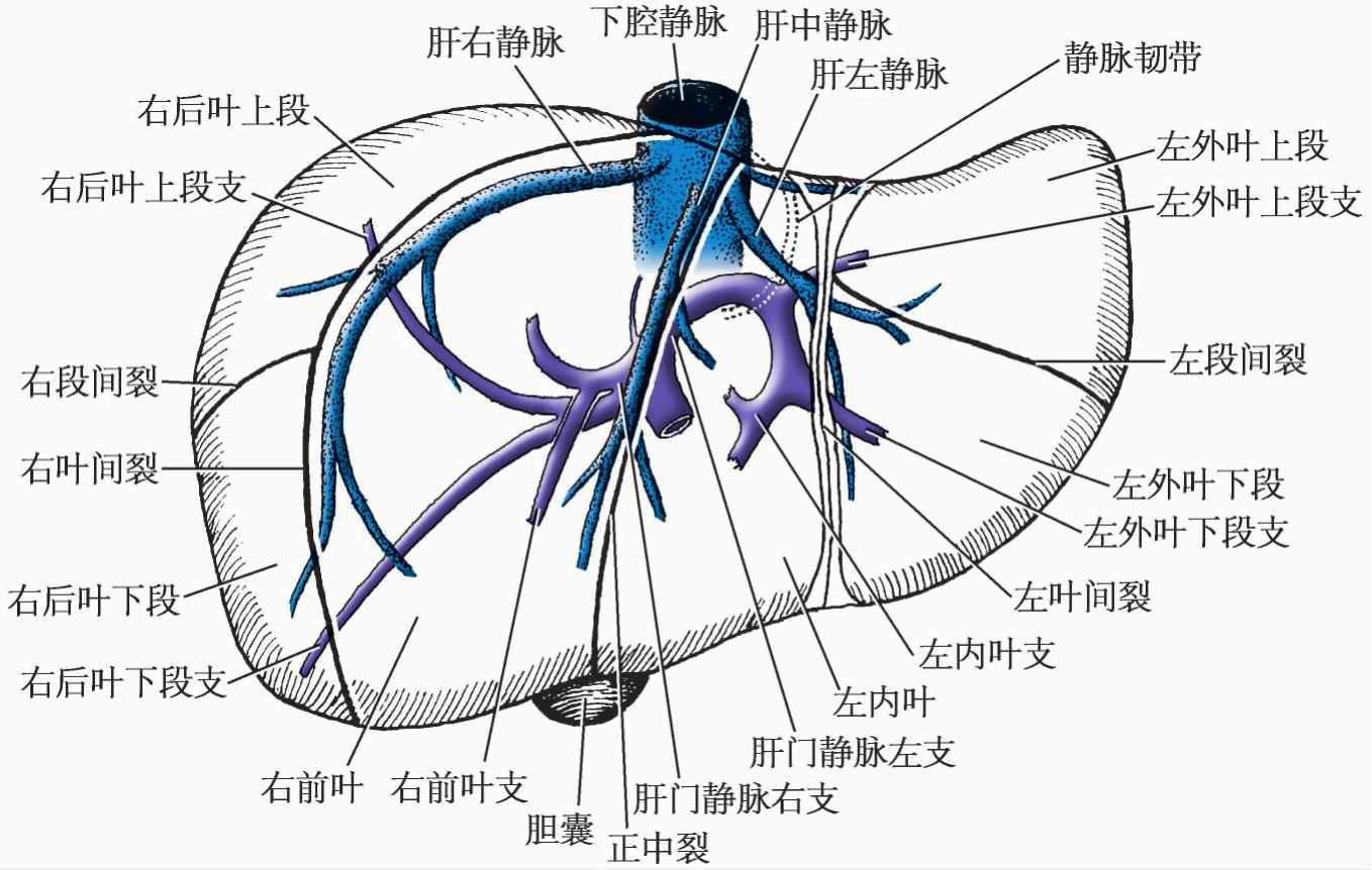 图3-11 肝的韧带-外科学-医学