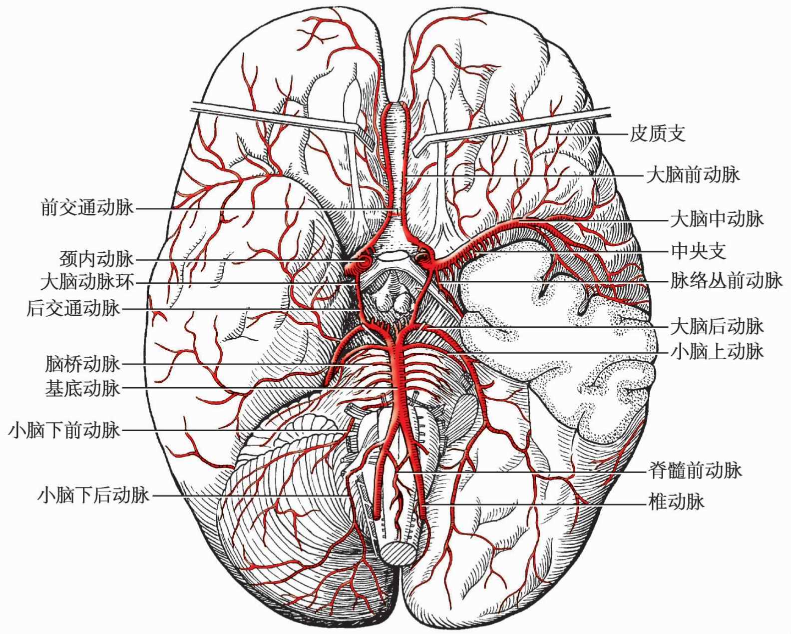 彩图经典版 | 大脑及脊髓的血管解剖_医学界-助力医生临床决策和职业成长
