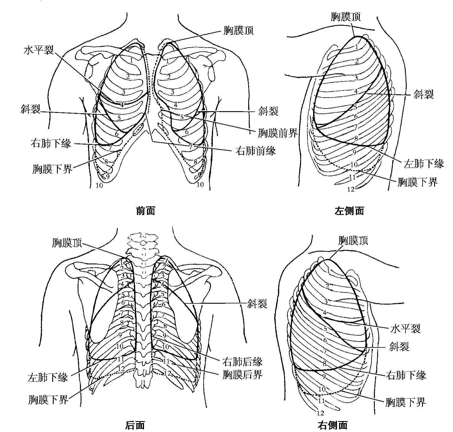 肋与胸骨的连结-运动解剖学-图片