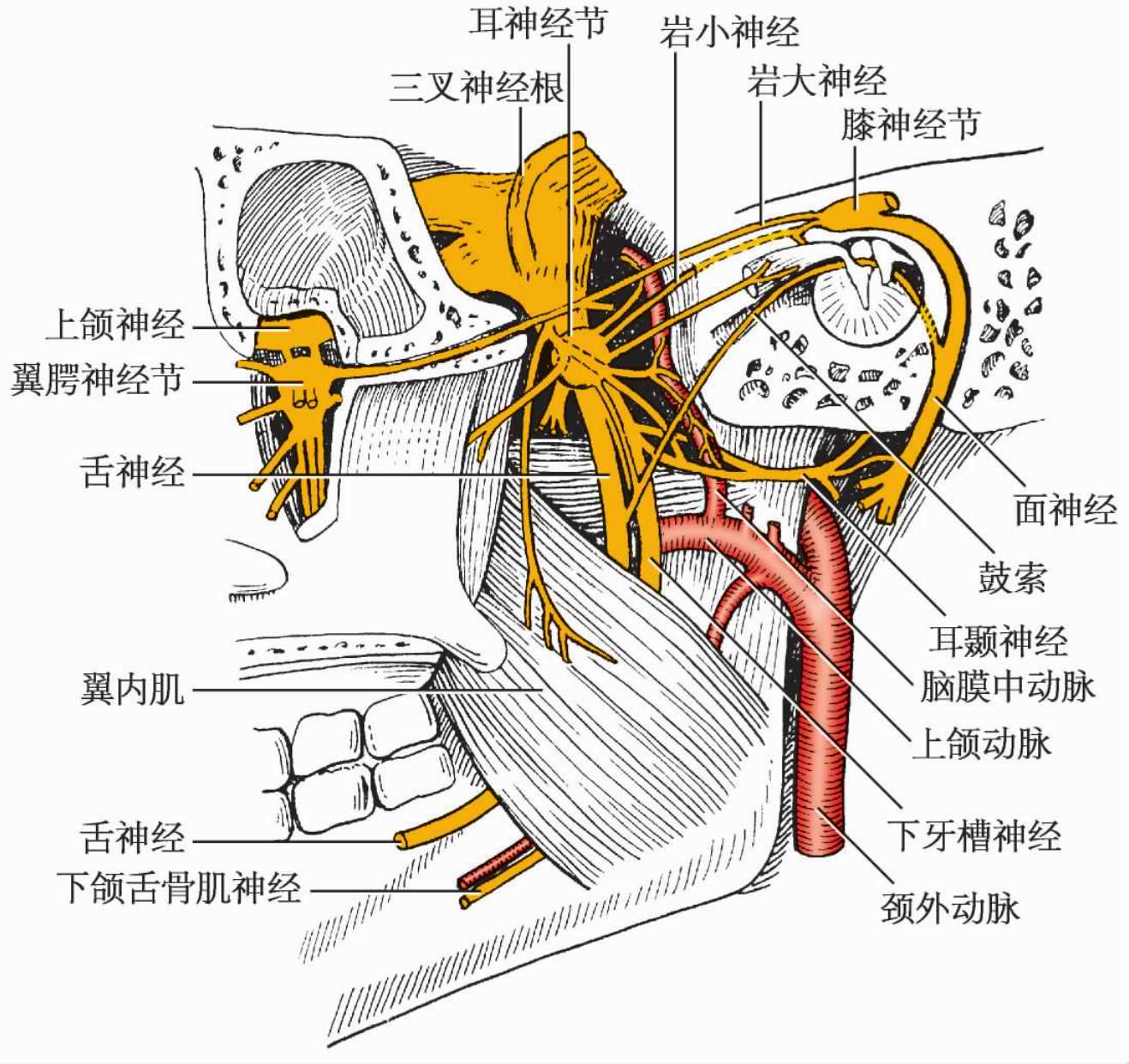 颅神经。人的大脑和脑干从下面设计元素图片_ID:343880522-Veer图库