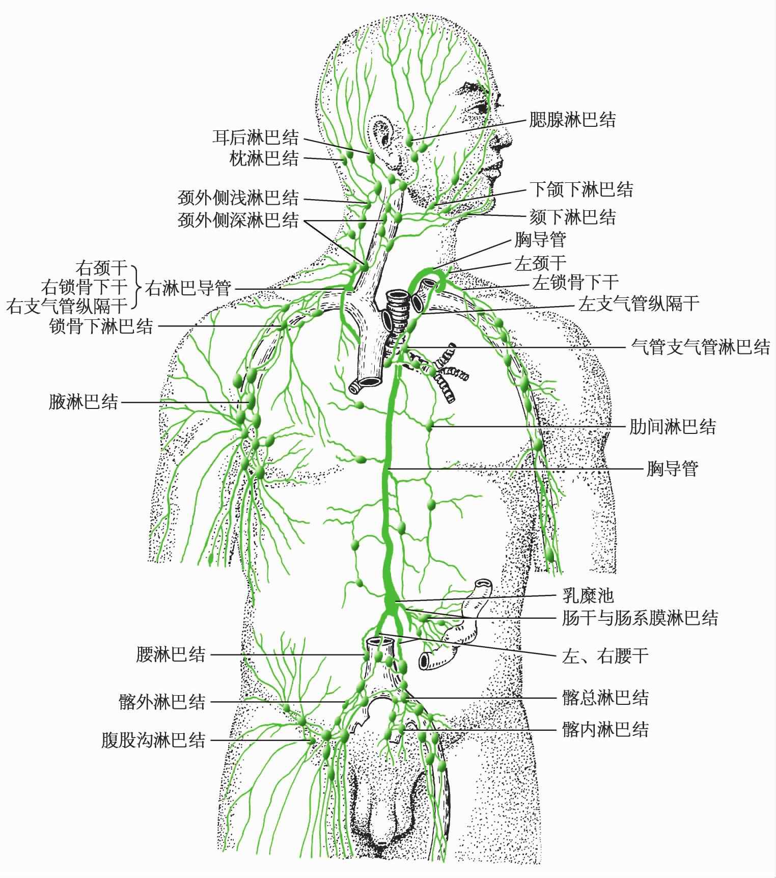 第四节 人体各部的主要淋巴结-基础医学-医学